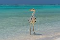 10 Conrad Malediven  Rangali Eiland, blauwe reiger